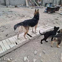 سگ ژرمن ماده شکم طلا|سگ|آذرشهر, |دیوار