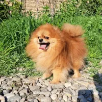 سگ پامر خرسی نر