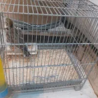 سهره خاکی مست