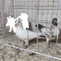 ساعت طرح کبوتر