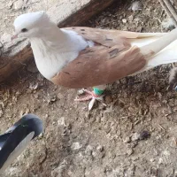 گفتر|پرنده|نگین شهر, |دیوار