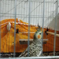 عروس هلندی نر و ماده|پرنده|آبادان, |دیوار