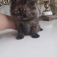 گربه ماده|گربه|خوی, |دیوار