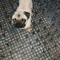 سگ پاگ|سگ|رشت, یخسازی|دیوار