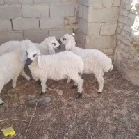 ۵ راس بره وطنی حیکلی|حیوانات مزرعه|هامون, |دیوار