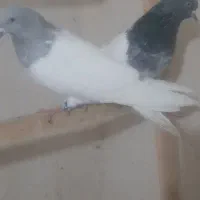 کفتر|پرنده|مرند, |دیوار