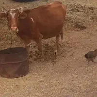 فروش گاو آبستن|حیوانات مزرعه|رودان, |دیوار