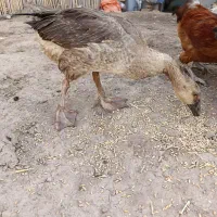 بقلمون وقوغاز|حیوانات مزرعه|آق قلا, |دیوار