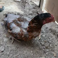 مرغ معاوضه با خروس|حیوانات مزرعه|زاهدان, |دیوار