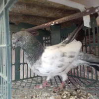 کبوتر|پرنده|اردبیل, |دیوار