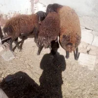 2راس میش زایده با3راس بره اوست|حیوانات مزرعه|نیشابور, مبارکه|دیوار