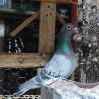 کبوتر پلاکی ثبتی|پرنده|مهران (ایلام), |دیوار