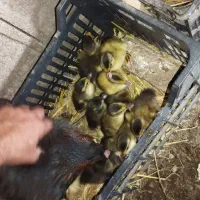 دو عدد مرغ کرچ با ۱۵ تا بچه اردک