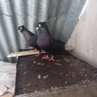 سیاه ابادانی|پرنده|خرمشهر, |دیوار