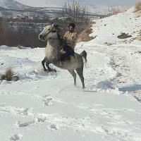 اسب|اسب و تجهیزات اسبسواری|ملکان, |دیوار