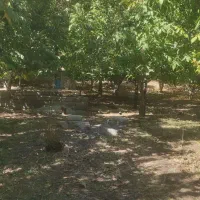 باغ گردو۲۵ساله الشتر کهمان .|فروش زمین و ملک کلنگی|خرمآباد, |دیوار