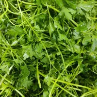 پخش سبزی پاک ۵ کیلویی تهران مخصوص سبزی‌خردکنی