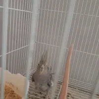 عروس هلندی|پرنده|مشهد, فلسطین|دیوار