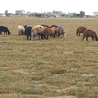 بره قربانی نر وماده