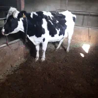 گاو شیری سالم باب خانه دار