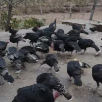 تعداد 20عدد بوقلمون جوان|حیوانات مزرعه|محمدیه-قزوین, |دیوار