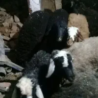 ۸عدد بره نروماده