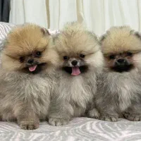 توله سگ فانتزی ریز|سگ|شیراز, معالیآباد|دیوار