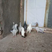 کبوتر شامی.هفترنگ.سبز.کله سفید