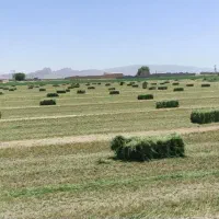 یونجه پرس درجه یک