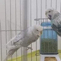 مرغ عشق انگلیسی|پرنده|سقز, |دیوار