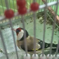 سهره نر دهن زن|پرنده|شیراز, کوشک میدان|دیوار