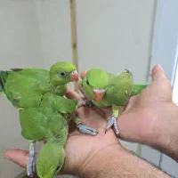 جوجه ملنگو فول دستی