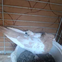 نر سینه زرد|پرنده|مبارکه, |دیوار