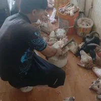 کله پاچه چپش،تکه،شیشک، گوسفند موجود میباشد|خوردنی و آشامیدنی|مهربان, |دیوار