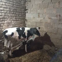 گوساله ماده|حیوانات مزرعه|دوزین, |دیوار