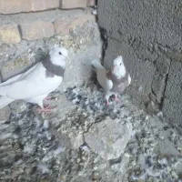 قناری و زاغ وطوقی