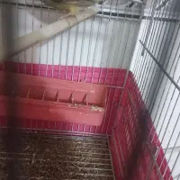 قناری و  وسینه سرخ نر رام رام