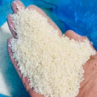 نیم دانه پاکستانی