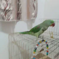 شاه طوطی سخنگو و دستی