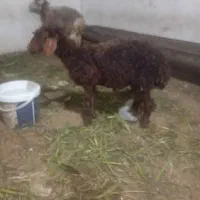 گوسفند|حیوانات مزرعه|سنگدوین, |دیوار