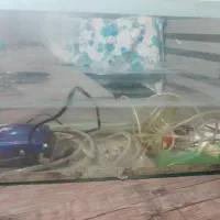 آکواریوم همراه با پمپ|ماهی|مشهد, کلاهدوز|دیوار