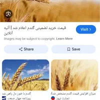 فروش گندم تمیز امسال