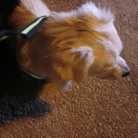 سگ بازیگوش|سگ|شوشتر, |دیوار