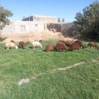 بره نر|حیوانات مزرعه|قروه, |دیوار