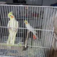 عروس هلندی|پرنده|زبرخان, |دیوار