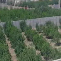 باغ-پسته