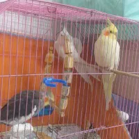 عروس هلندی ۴ تا|پرنده|هشتگرد, شهرک راه آهن|دیوار