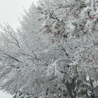 زمین ملکی جهت باغ ویلا