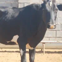 گاو جرسی هیگل حامله شش ماه جاق