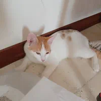 گربه|گربه|سمنان, |دیوار